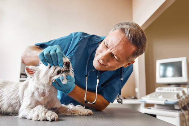Best Mobile Emergency Dentist in USA